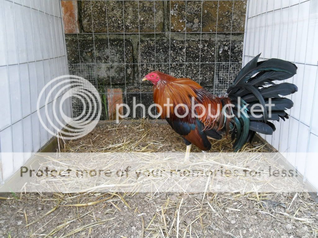 Gallo Hatch /Sweater. Photo by Moyhp Photobucket